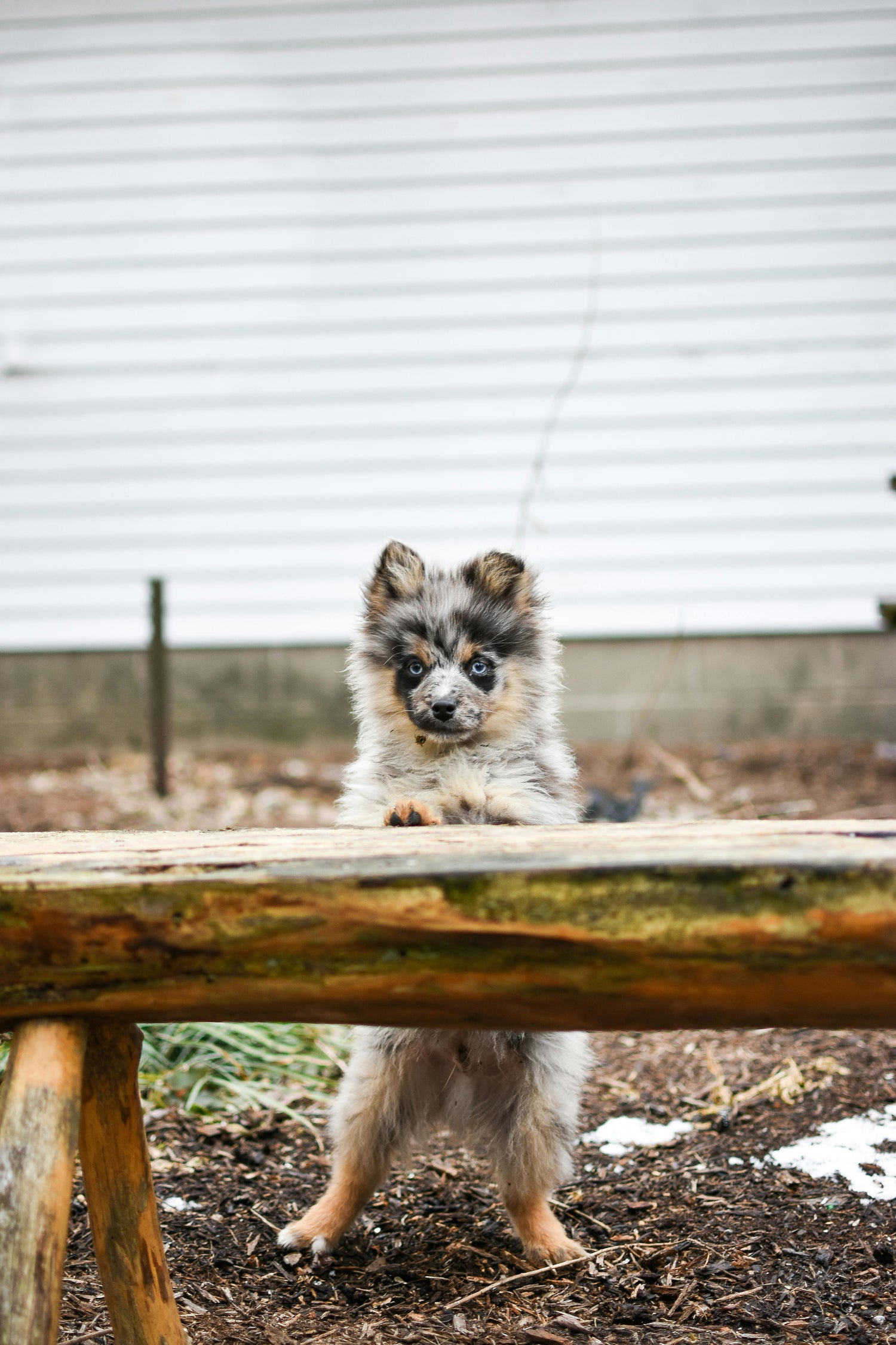PUPPY FOOD