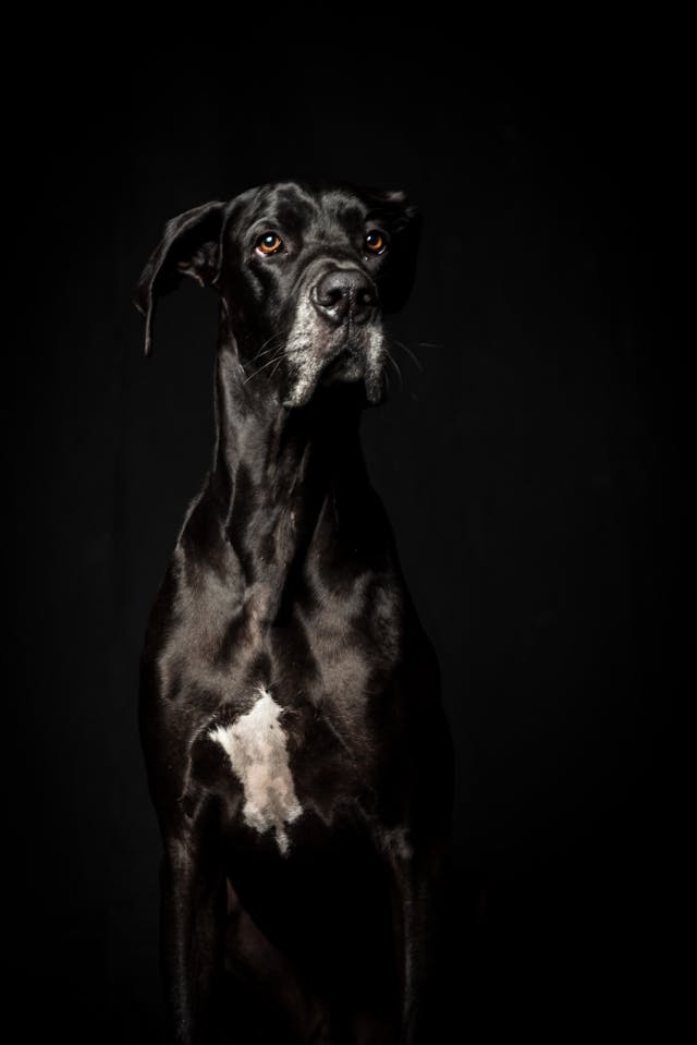 LARGE BREED DOG FOOD