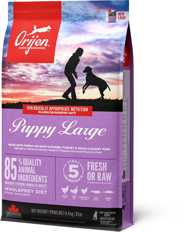 Puppy Large Breed