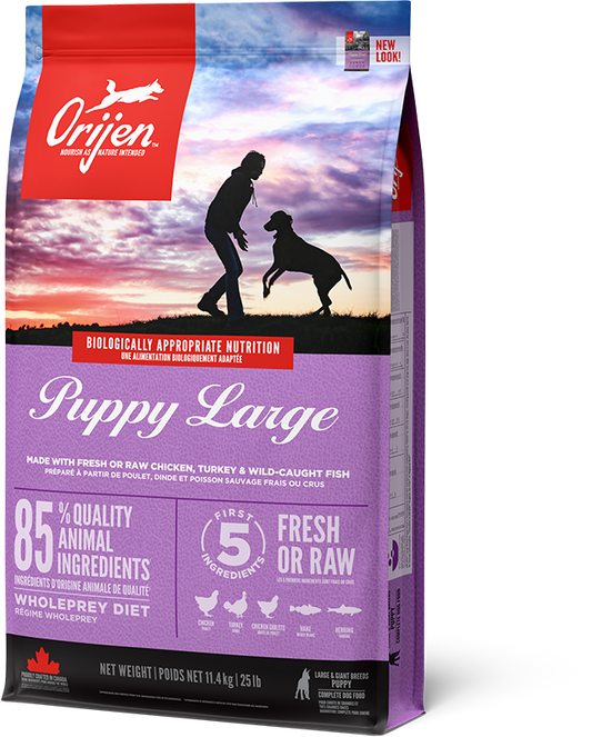 Puppy Large Breed