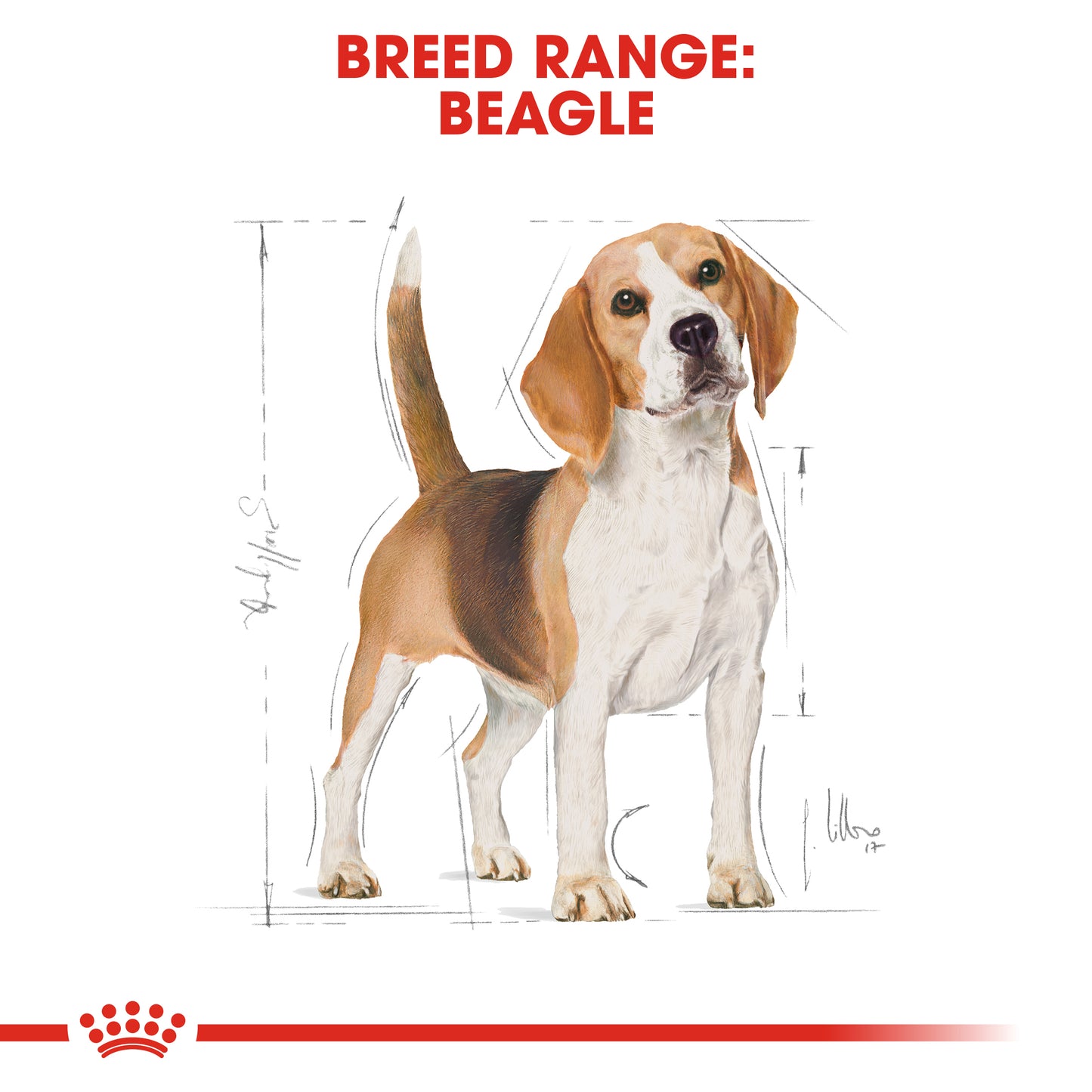 ROYAL CANIN® Beagle Adult
