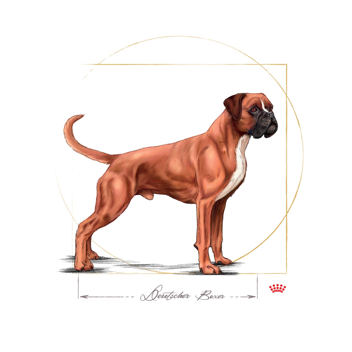 ROYAL CANIN® Boxer Adult