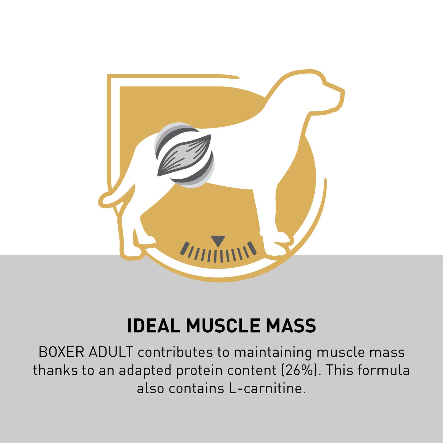 ROYAL CANIN® Boxer Adult