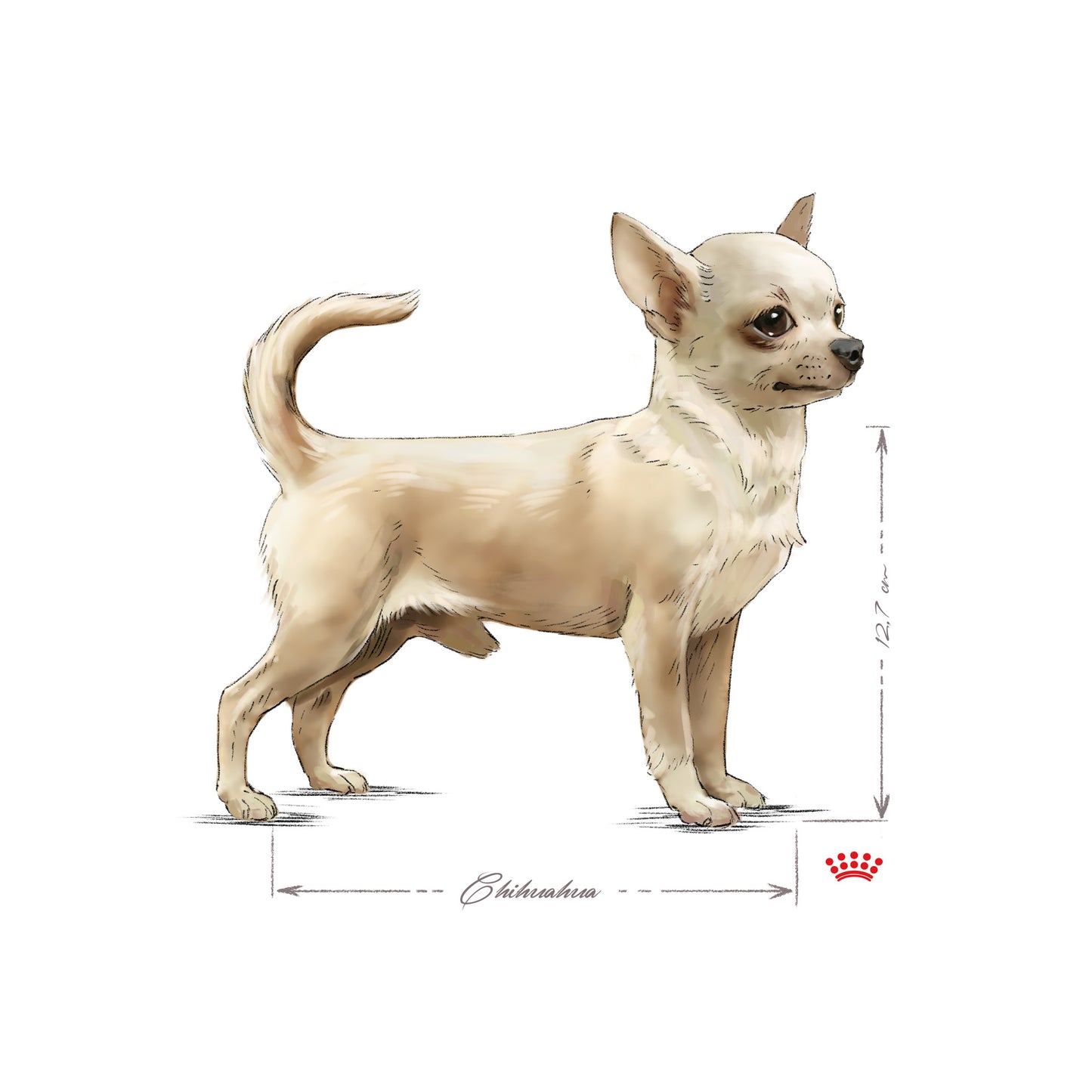 ROYAL CANIN® Chihuahua Adult Wet