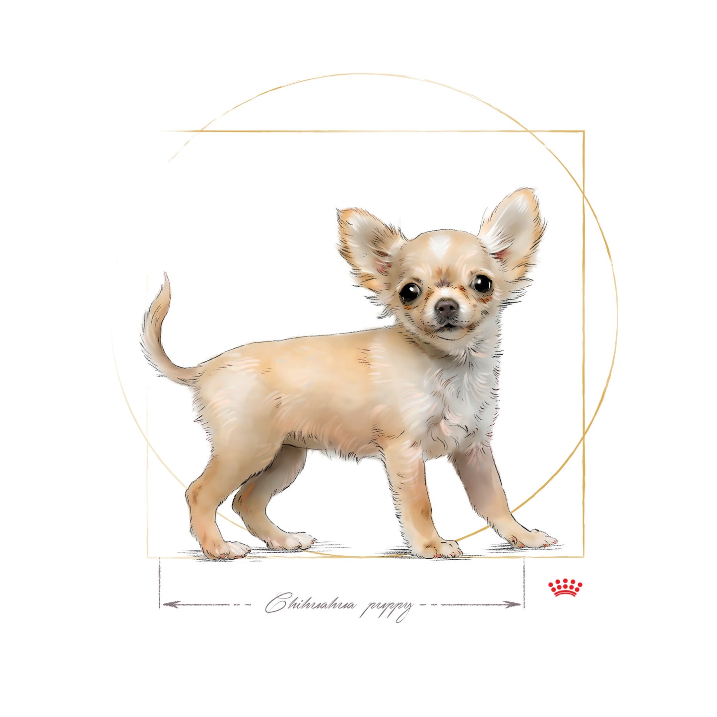 ROYAL CANIN® Chihuahua Puppy