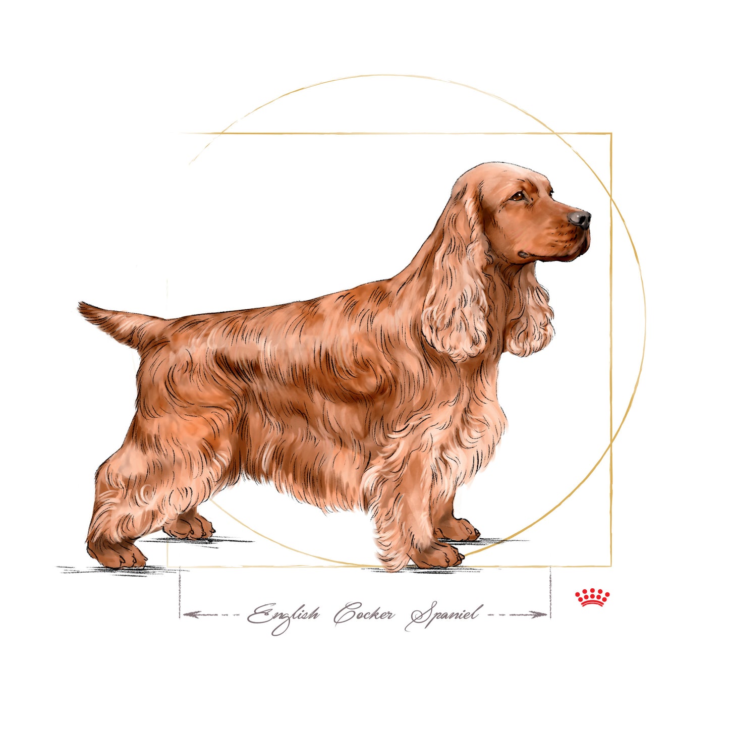 ROYAL CANIN® Cocker Adult