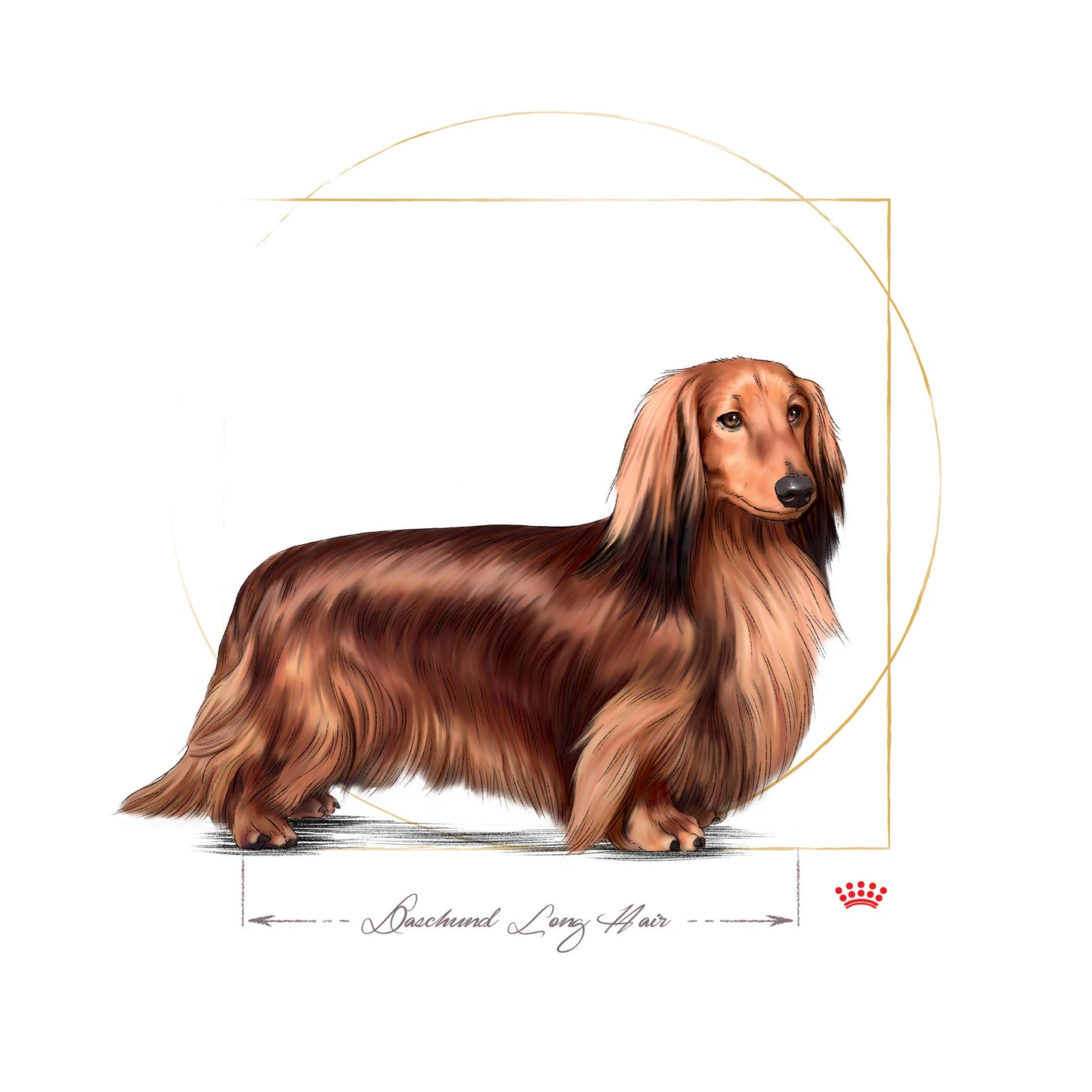 ROYAL CANIN® Dachshund Adult Wet