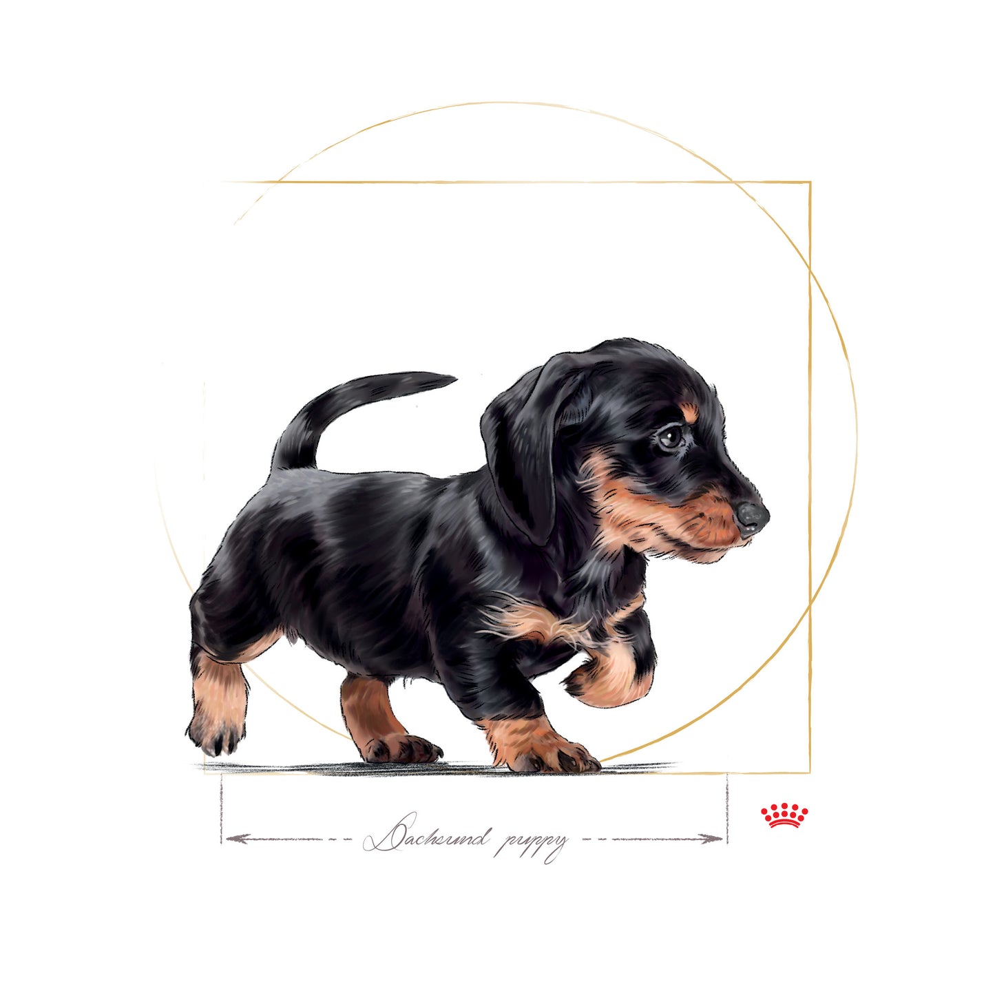 ROYAL CANIN® Dachshund Puppy