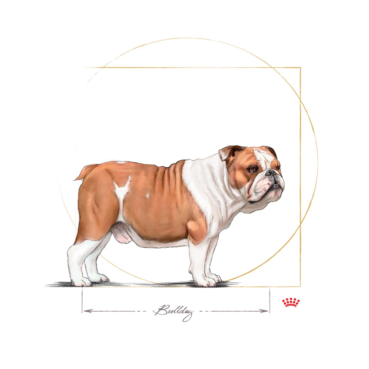 ROYAL CANIN® English Bulldog Adult