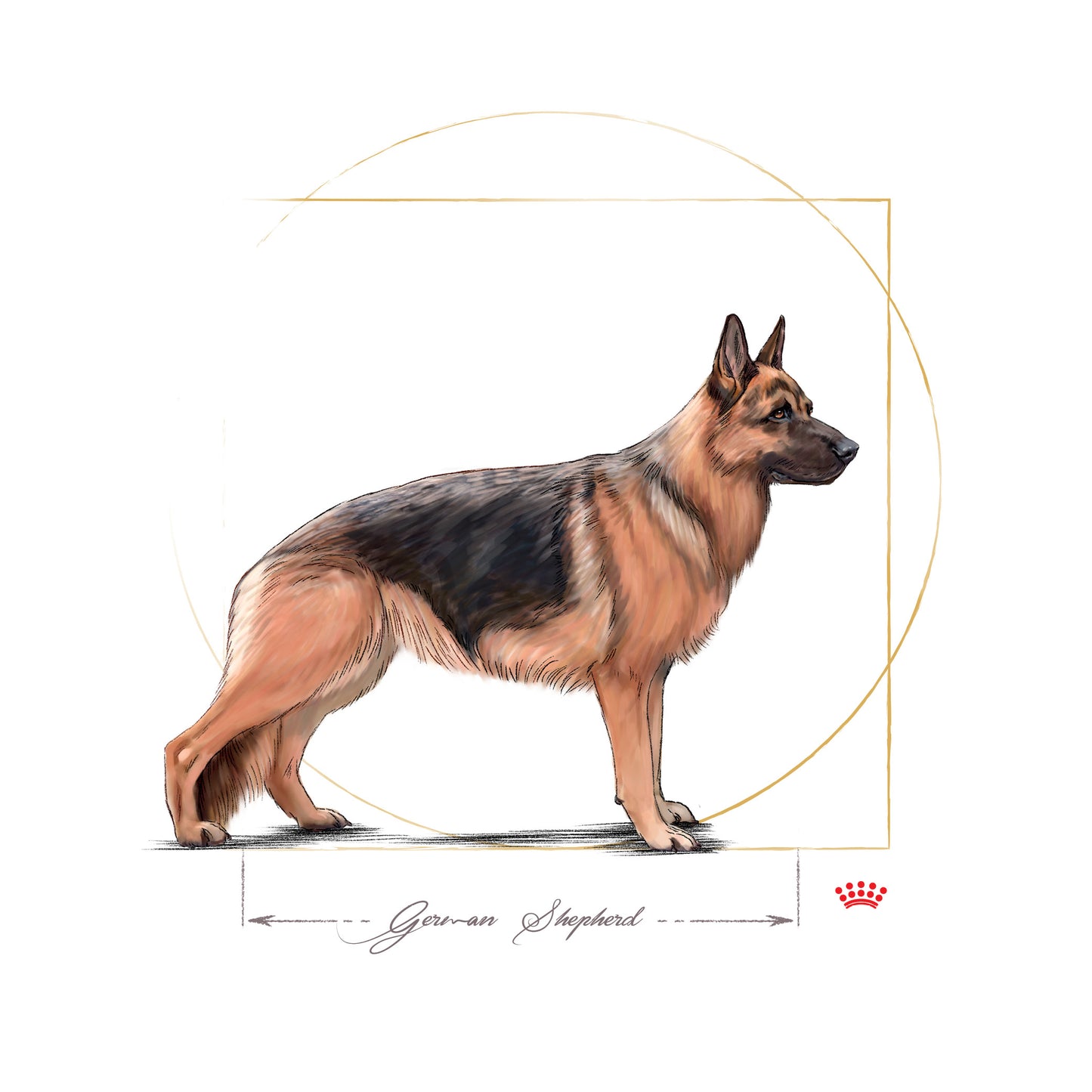ROYAL CANIN® German Shepherd Adult