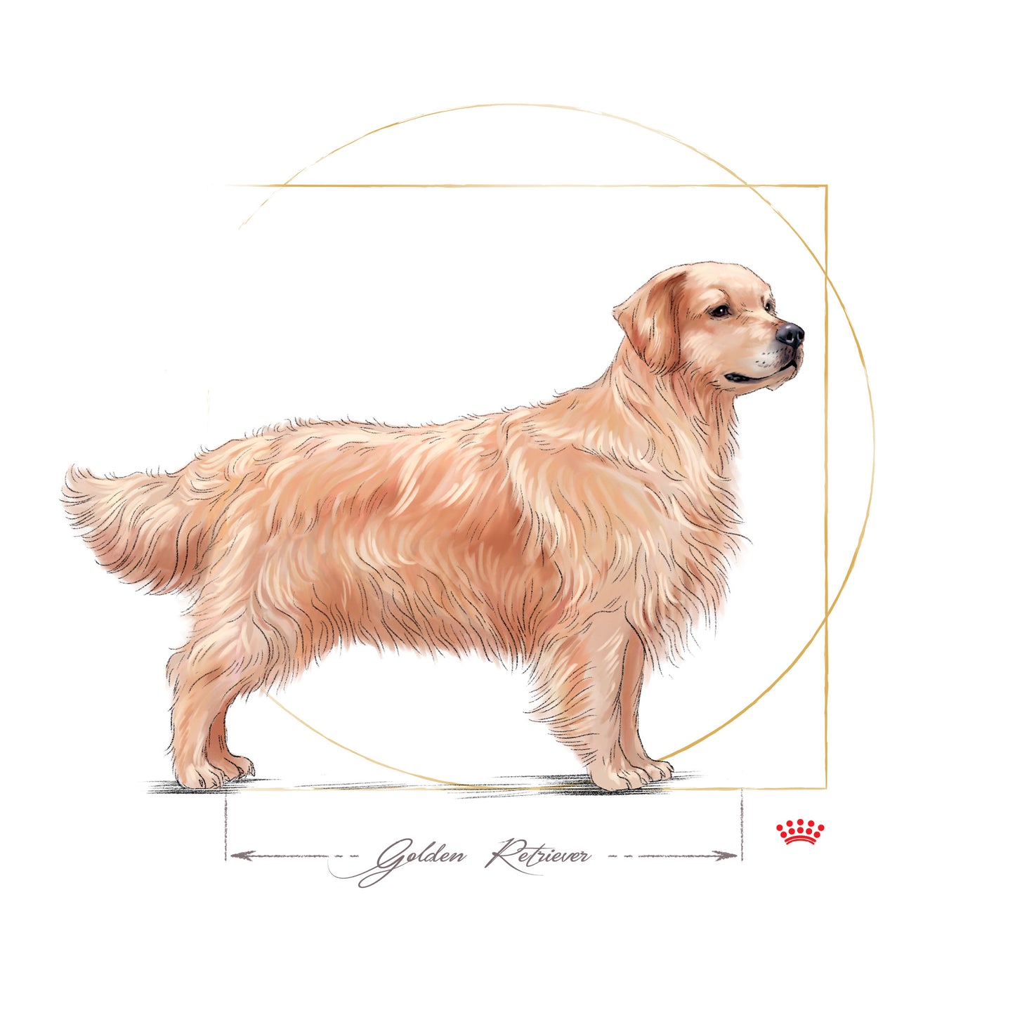 ROYAL CANIN® Golden Retriever Adult
