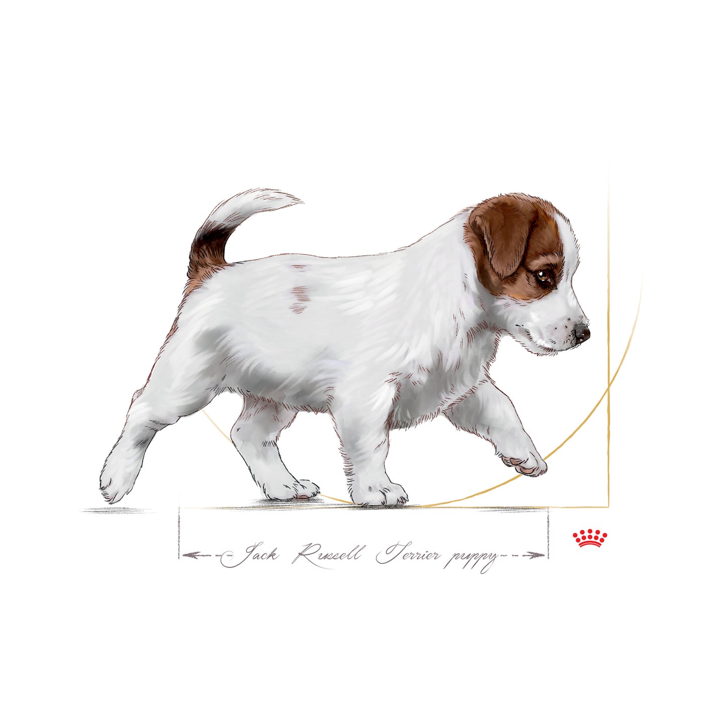 ROYAL CANIN® Jack Russell Puppy