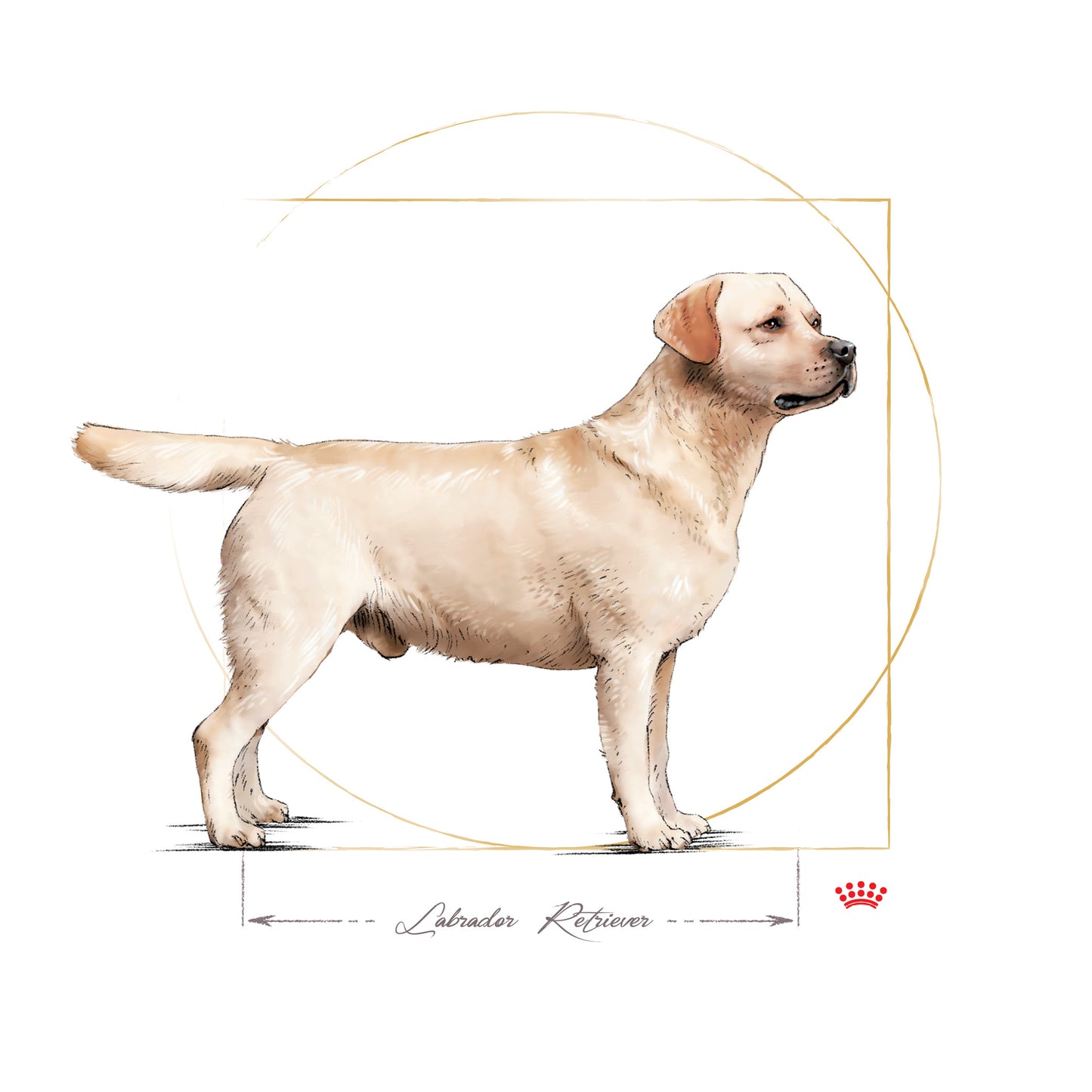 ROYAL CANIN® Labrador Retriever Adult