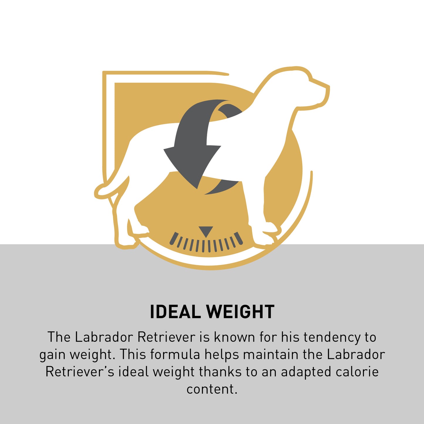 ROYAL CANIN® Labrador Retriever Adult