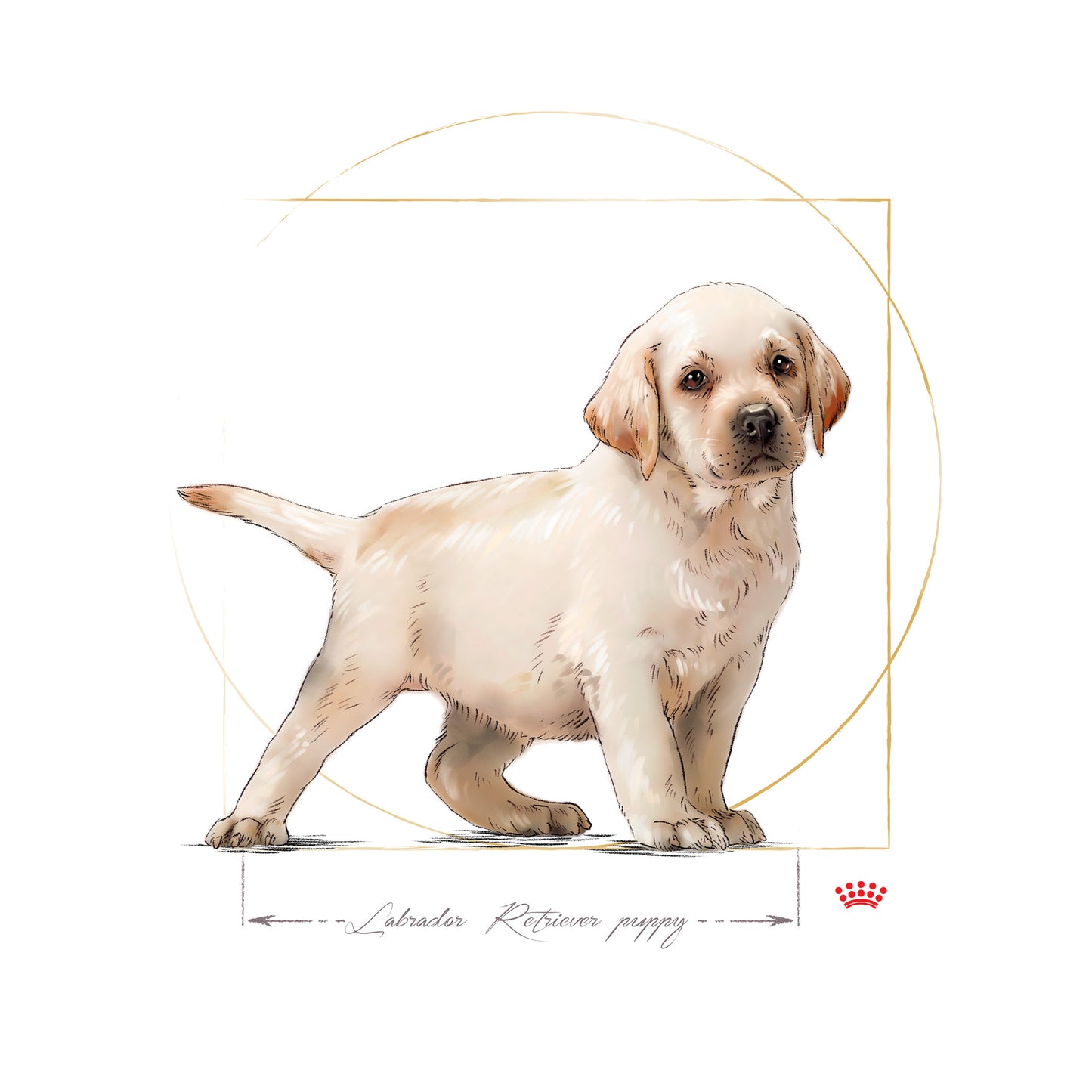 ROYAL CANIN® Labrador Retriever Puppy