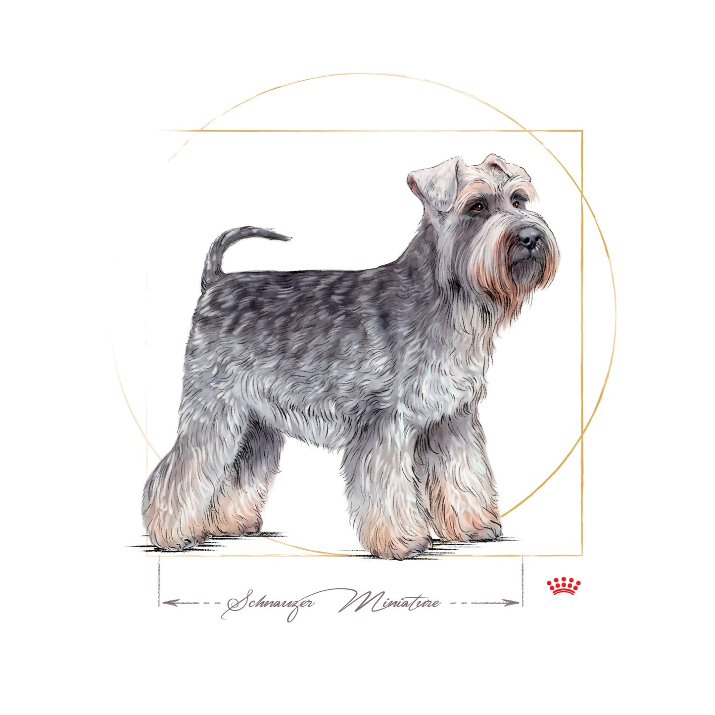 ROYAL CANIN® Schnauzer Adult