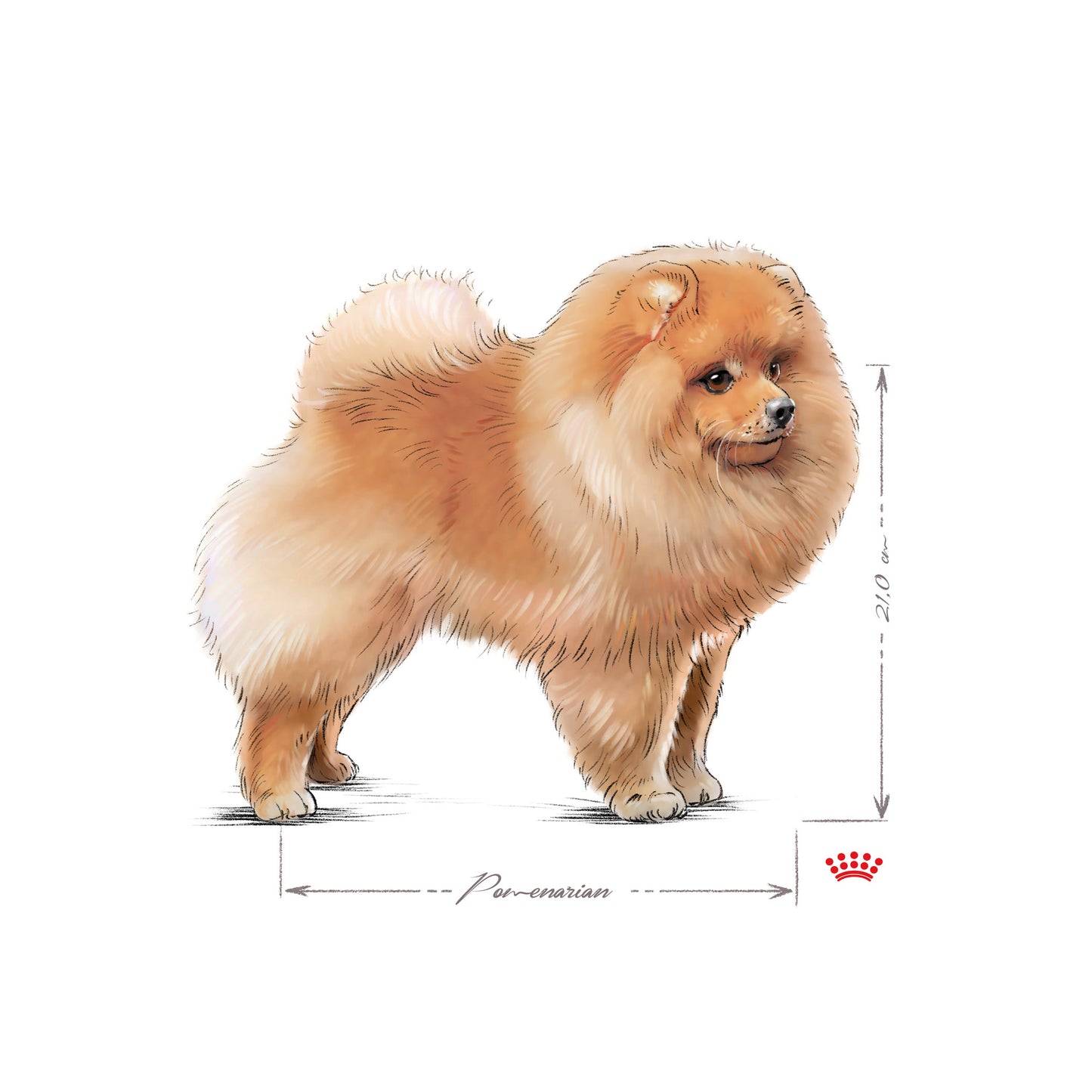 ROYAL CANIN® Pomeranian Adult Wet