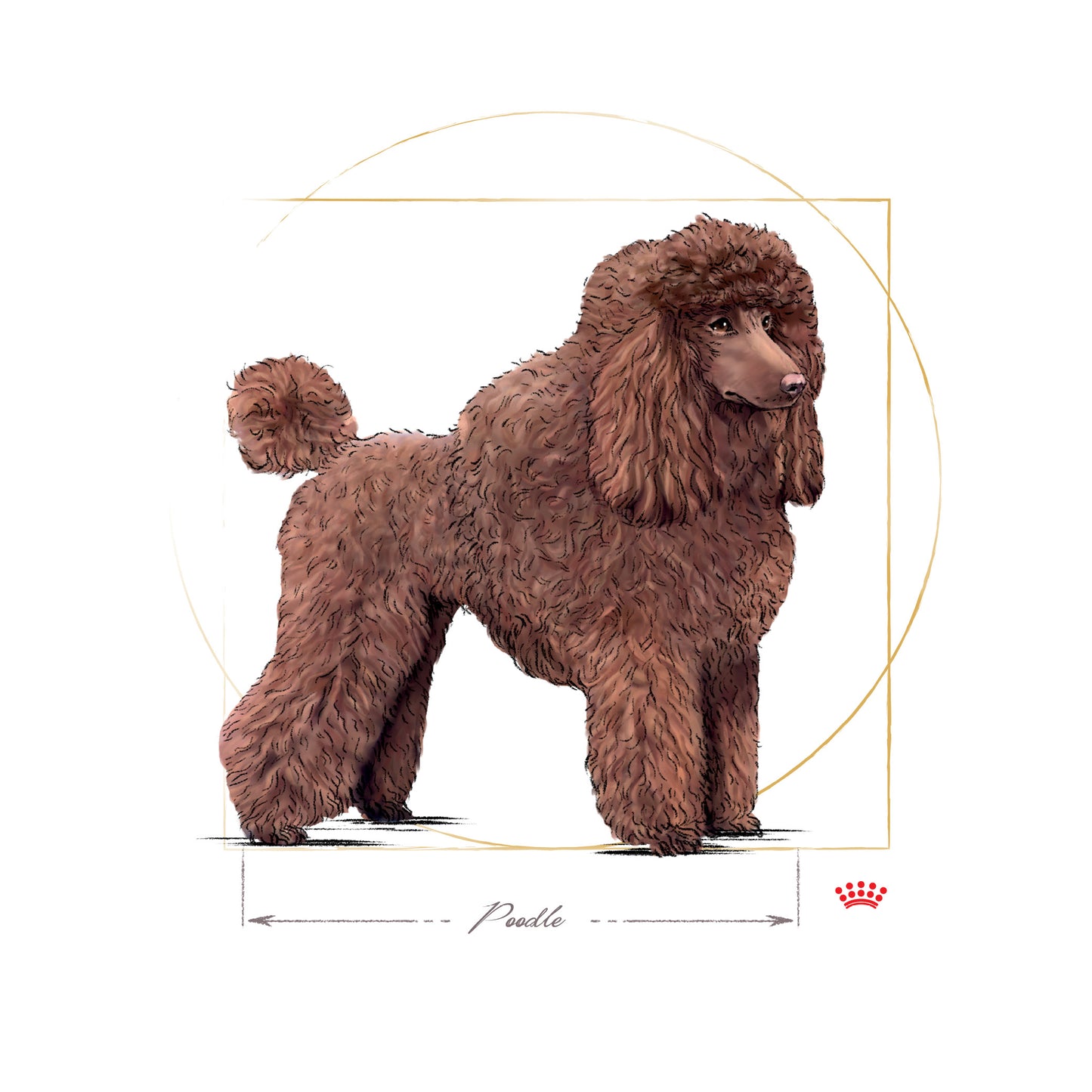 ROYAL CANIN® Poodle Adult Wet