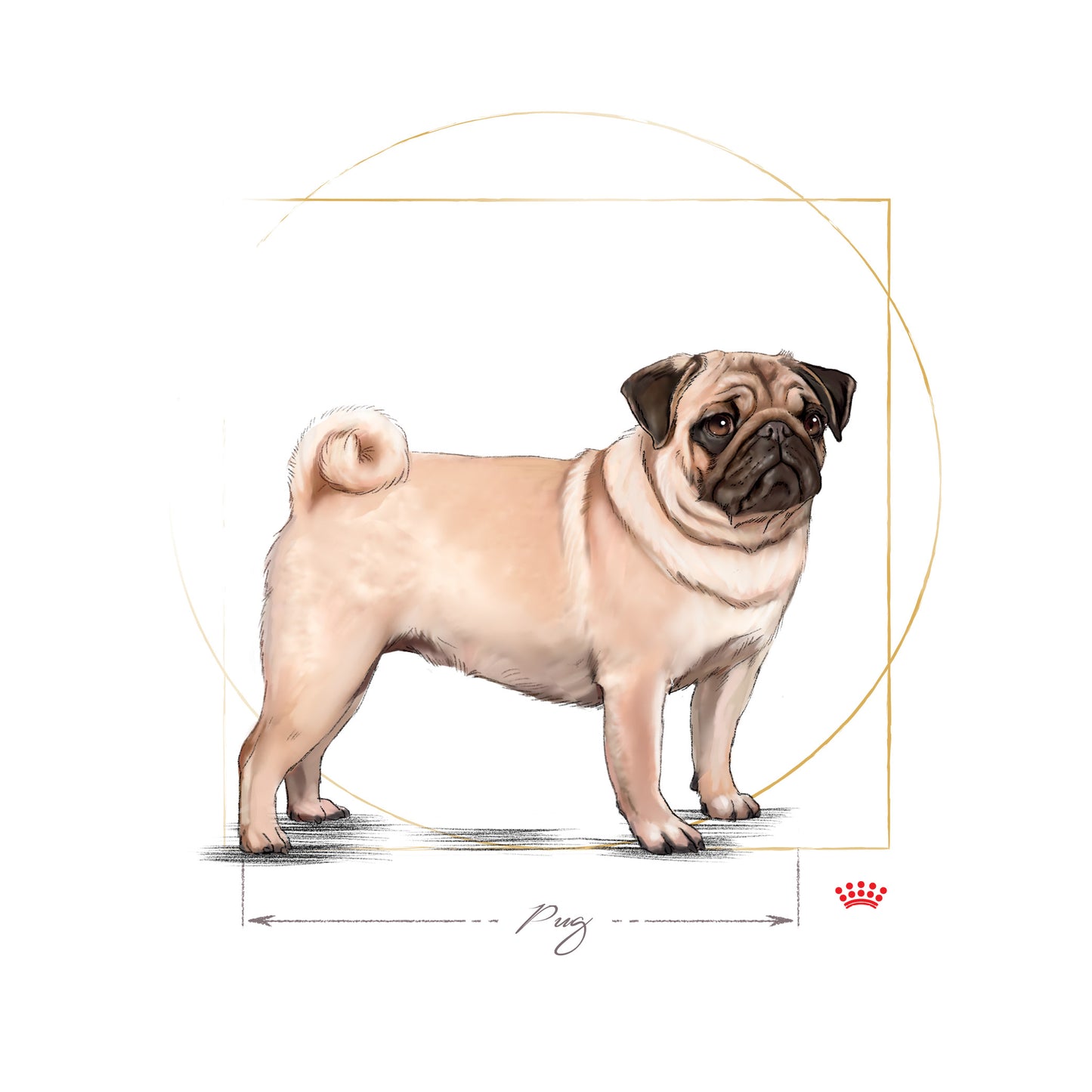 ROYAL CANIN® Pug Adult