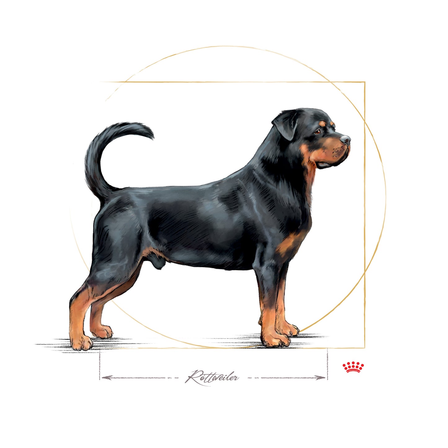 ROYAL CANIN® Rottweiler Adult