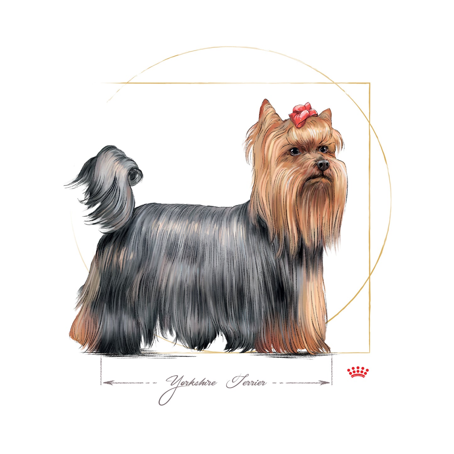 ROYAL CANIN® Yorkshire Terrier Adult