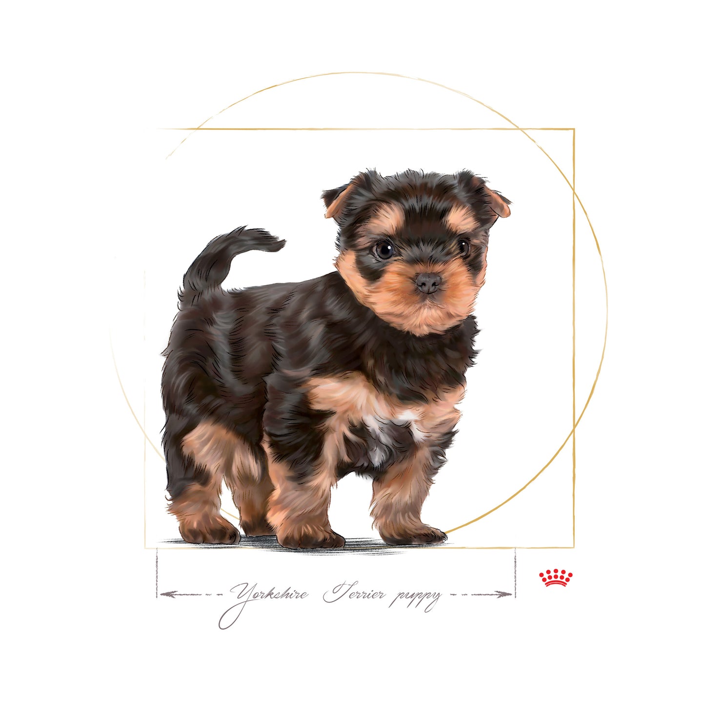 ROYAL CANIN® Yorkshire Terrier Puppy