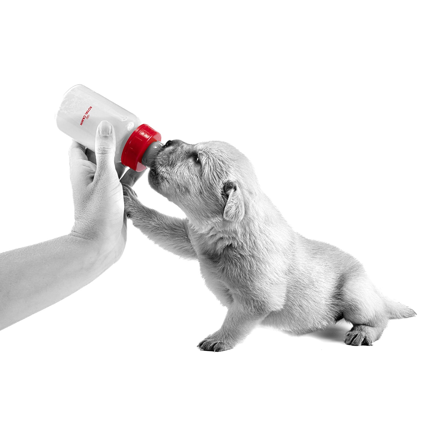 ROYAL CANIN® Babydog Milk