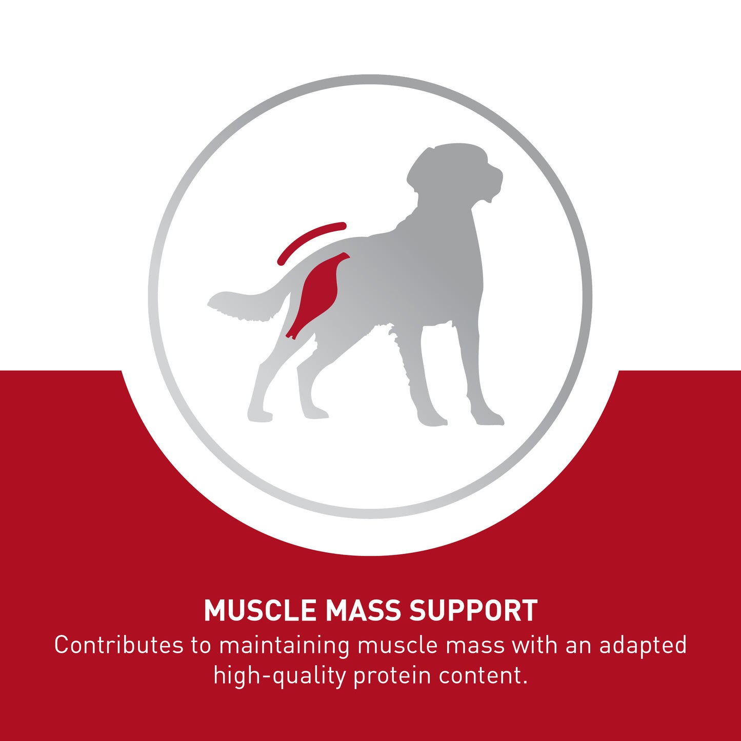 ROYAL CANIN® Medium Ageing Wet